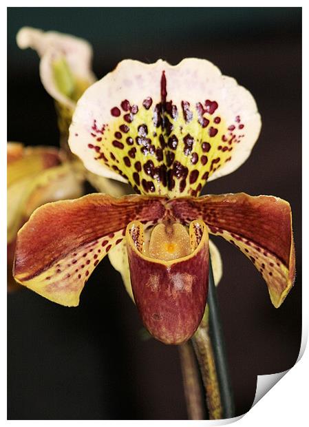 Red Slipper orchid Print by Ruth Hallam