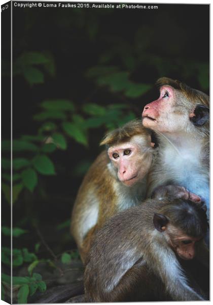 Toque Macaque Family  Canvas Print by Lorna Faulkes