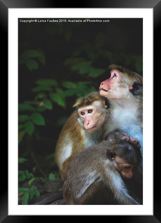 Toque Macaque Family  Framed Mounted Print by Lorna Faulkes