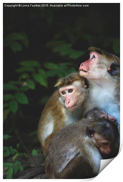 Toque Macaque Family  Print by Lorna Faulkes