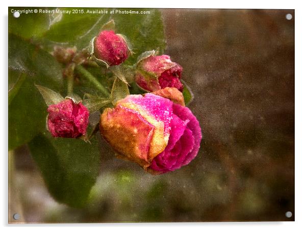  The Last Rosebuds Acrylic by Robert Murray