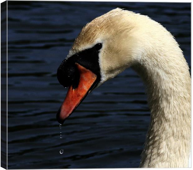 Portrait Of The Mute Swan Canvas Print by Trevor White
