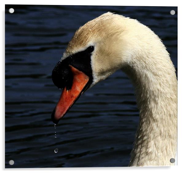 Portrait Of The Mute Swan Acrylic by Trevor White