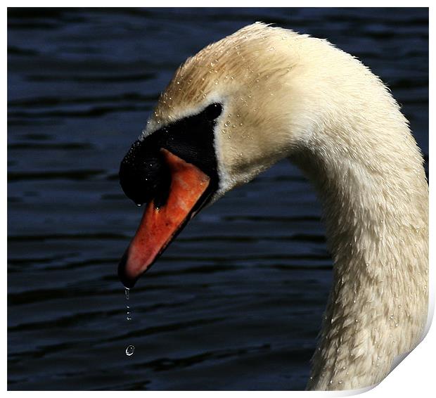 Portrait Of The Mute Swan Print by Trevor White