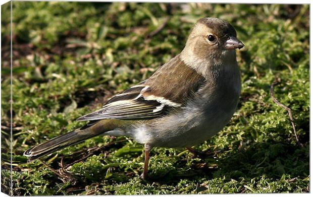 The Female Chaffinch Canvas Print by Trevor White