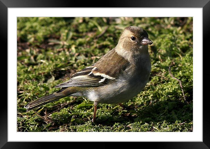 The Female Chaffinch Framed Mounted Print by Trevor White