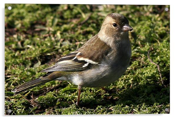 The Female Chaffinch Acrylic by Trevor White