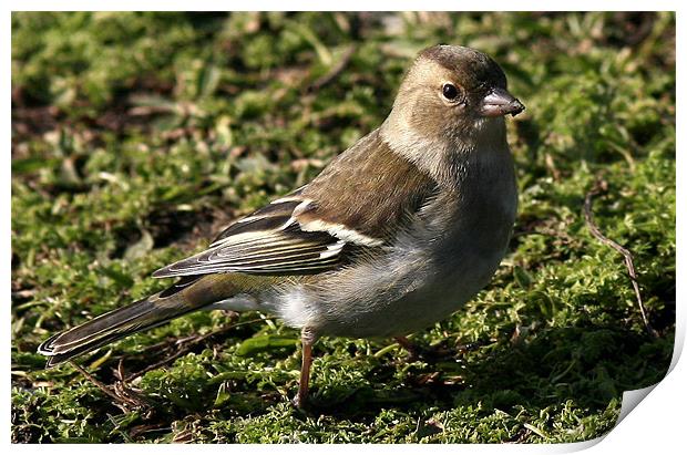 The Female Chaffinch Print by Trevor White