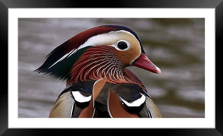 The Mandarin Duck Framed Mounted Print by Trevor White