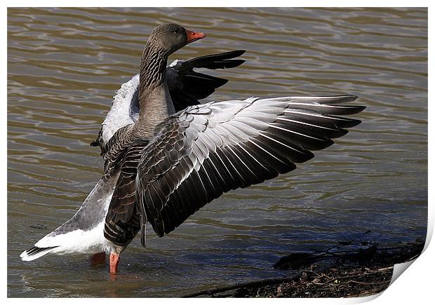 Goose Spread Print by Trevor White