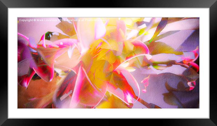  Flower Abstract Framed Mounted Print by Mark Lovelock