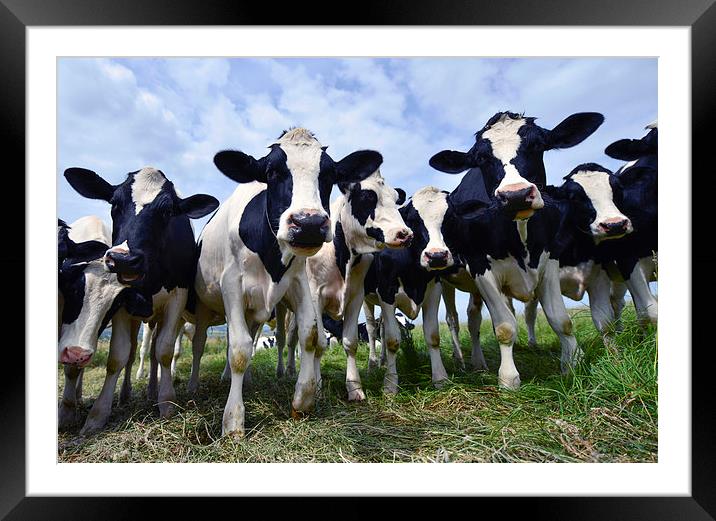  Young cows in a field. Framed Mounted Print by Shaun Jacobs