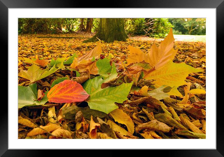  Autumn leaves  Framed Mounted Print by Shaun Jacobs