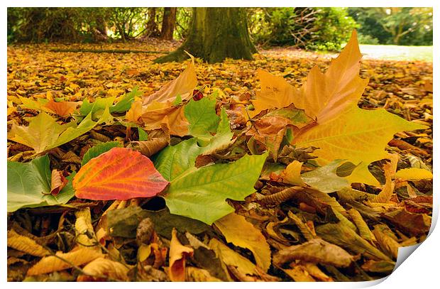  Autumn leaves  Print by Shaun Jacobs