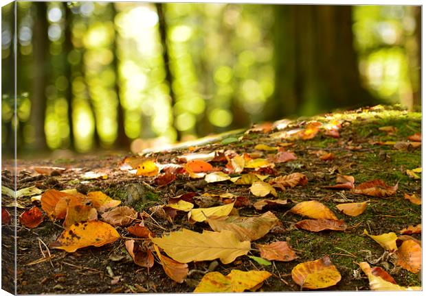  Autumn leaves on a forest floor  Canvas Print by Shaun Jacobs
