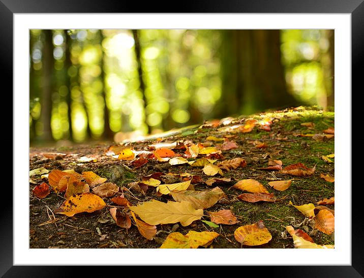  Autumn leaves on a forest floor  Framed Mounted Print by Shaun Jacobs