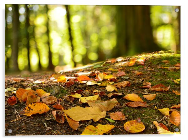  Autumn leaves on a forest floor  Acrylic by Shaun Jacobs