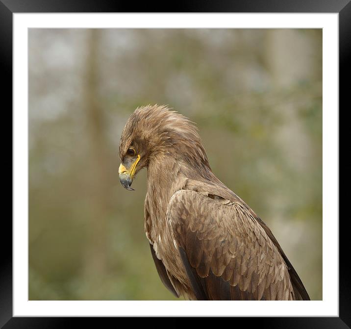  Golden Eagle  Framed Mounted Print by Shaun Jacobs