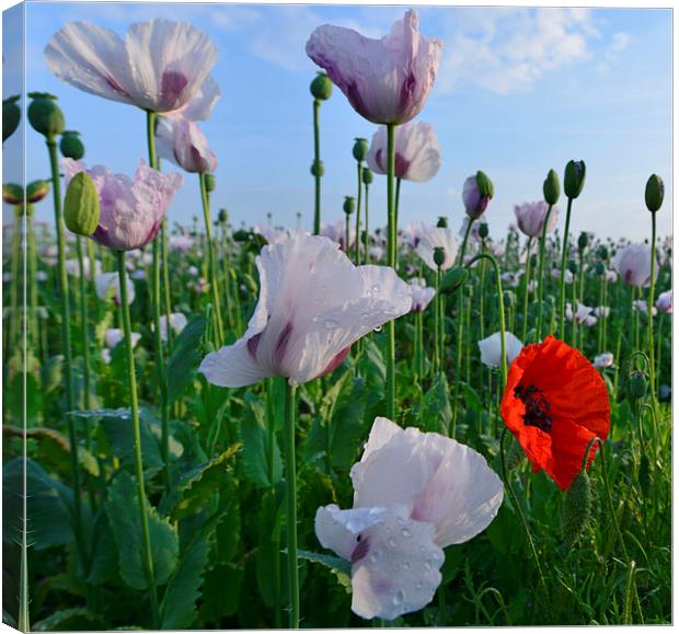  Poppies on a summer morning Canvas Print by Shaun Jacobs