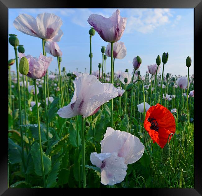  Poppies on a summer morning Framed Print by Shaun Jacobs