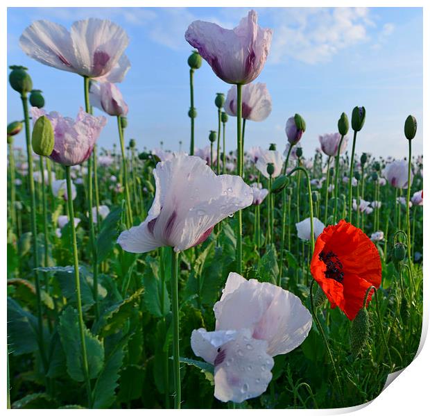  Poppies on a summer morning Print by Shaun Jacobs