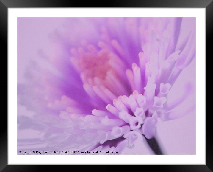 LILAC FLOWER Framed Mounted Print by Ray Bacon LRPS CPAGB
