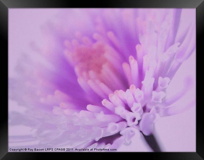 LILAC FLOWER Framed Print by Ray Bacon LRPS CPAGB