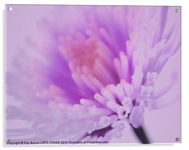 LILAC FLOWER Acrylic by Ray Bacon LRPS CPAGB