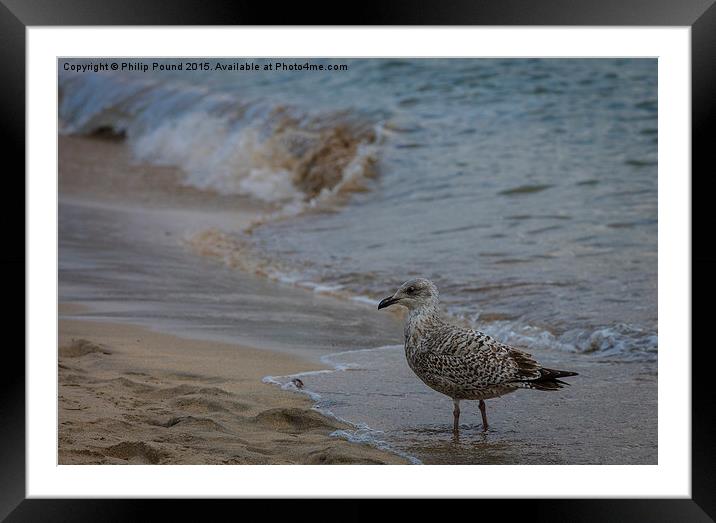  Seagull on the beach Framed Mounted Print by Philip Pound
