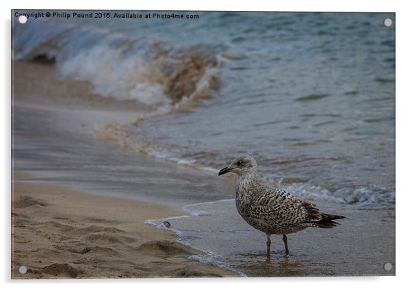  Seagull on the beach Acrylic by Philip Pound