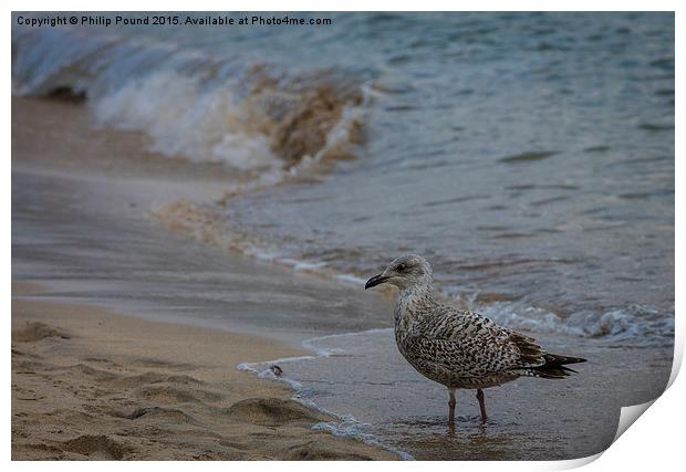  Seagull on the beach Print by Philip Pound