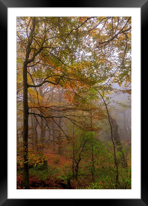 Autumn forest Leaves             Framed Mounted Print by chris smith