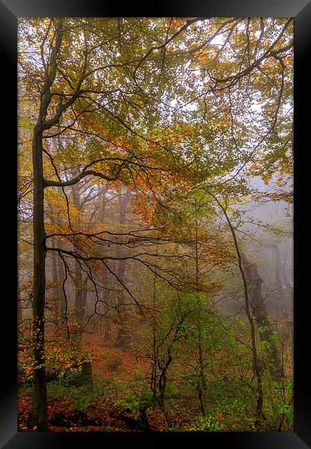Autumn forest Leaves             Framed Print by chris smith