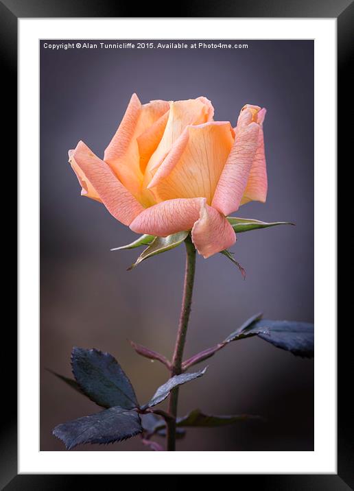  Single rose bloom Framed Mounted Print by Alan Tunnicliffe