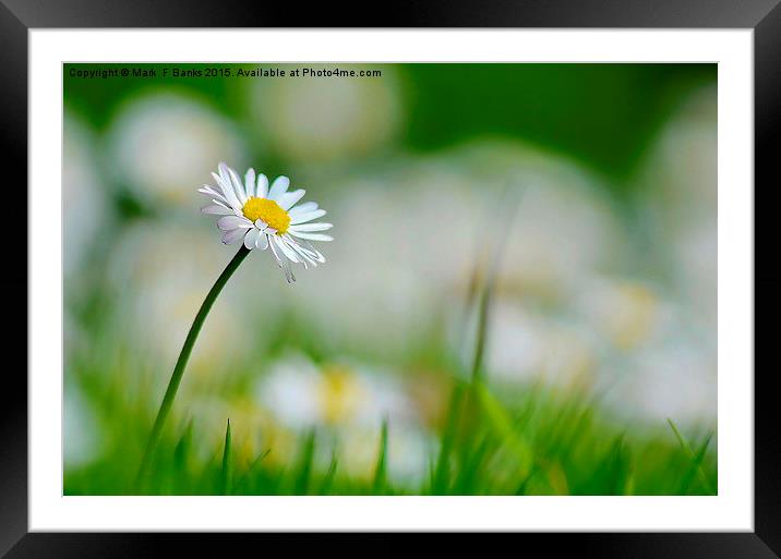  Daisey Framed Mounted Print by Mark  F Banks