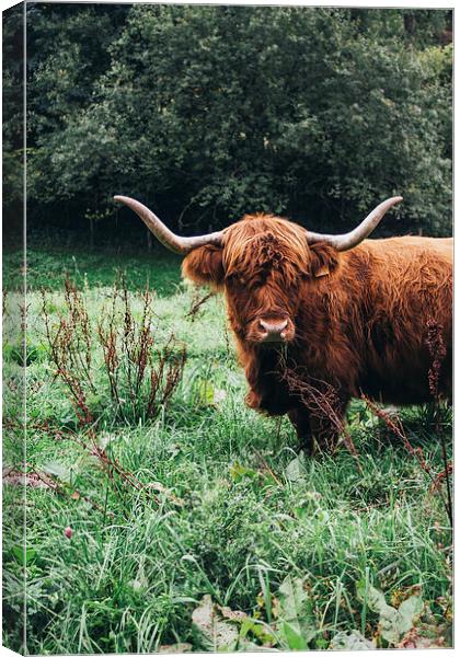  Scottish Cattle Canvas Print by Patrycja Polechonska