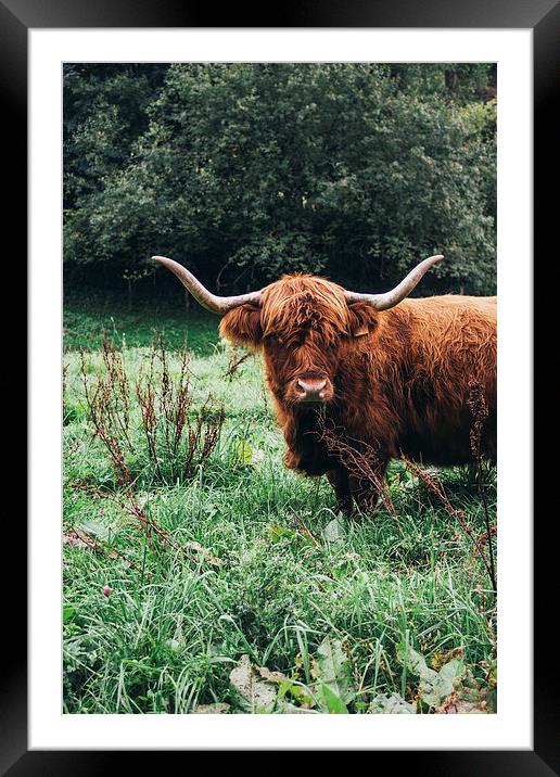  Scottish Cattle Framed Mounted Print by Patrycja Polechonska