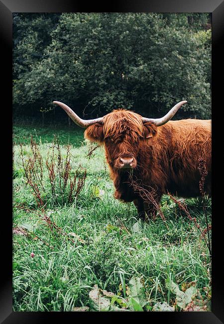  Scottish Cattle Framed Print by Patrycja Polechonska