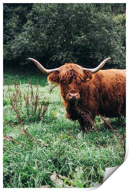  Scottish Cattle Print by Patrycja Polechonska