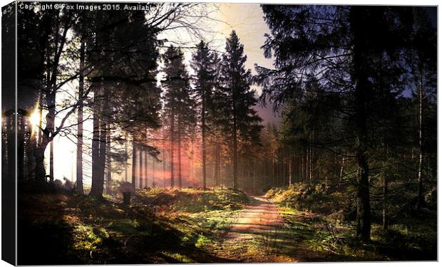  Sunset forest Canvas Print by Derrick Fox Lomax