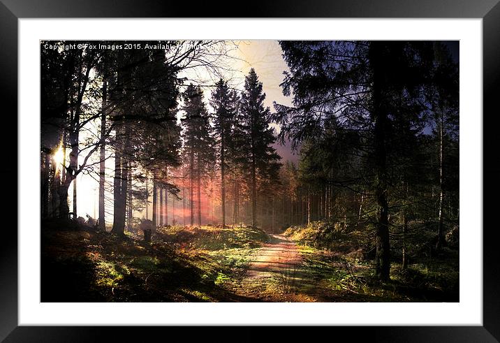  Sunset forest Framed Mounted Print by Derrick Fox Lomax