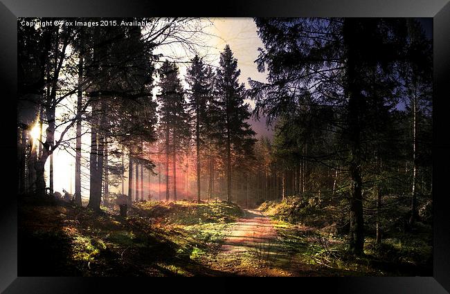  Sunset forest Framed Print by Derrick Fox Lomax