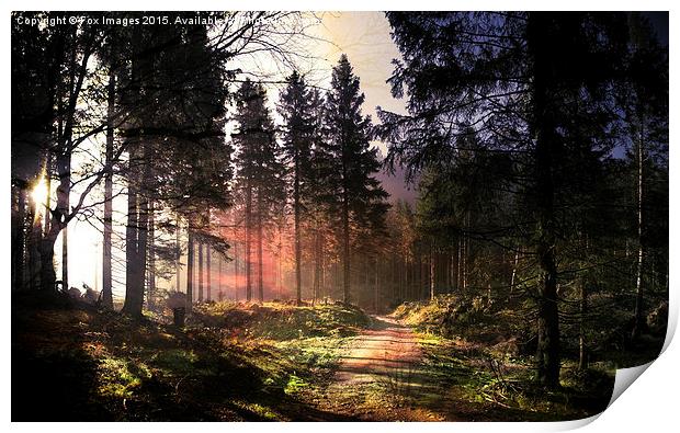  Sunset forest Print by Derrick Fox Lomax