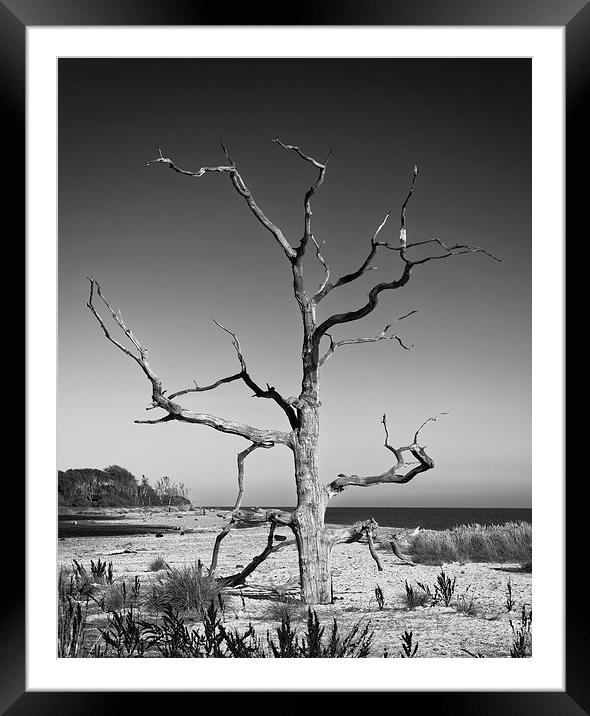 Covehithe Tree  Framed Mounted Print by Ian Merton