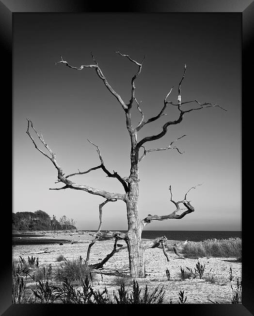 Covehithe Tree  Framed Print by Ian Merton