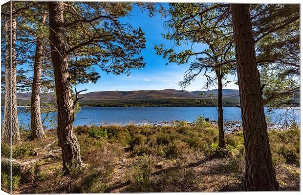  Cairngorm from Loch Morlich Canvas Print by Nick Rowland