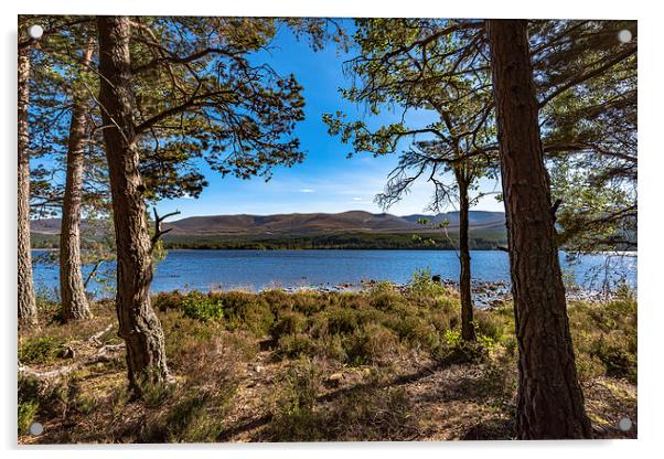 Cairngorm from Loch Morlich Acrylic by Nick Rowland