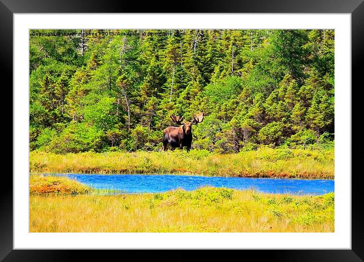  Massive moose Framed Mounted Print by shawn mcphee I