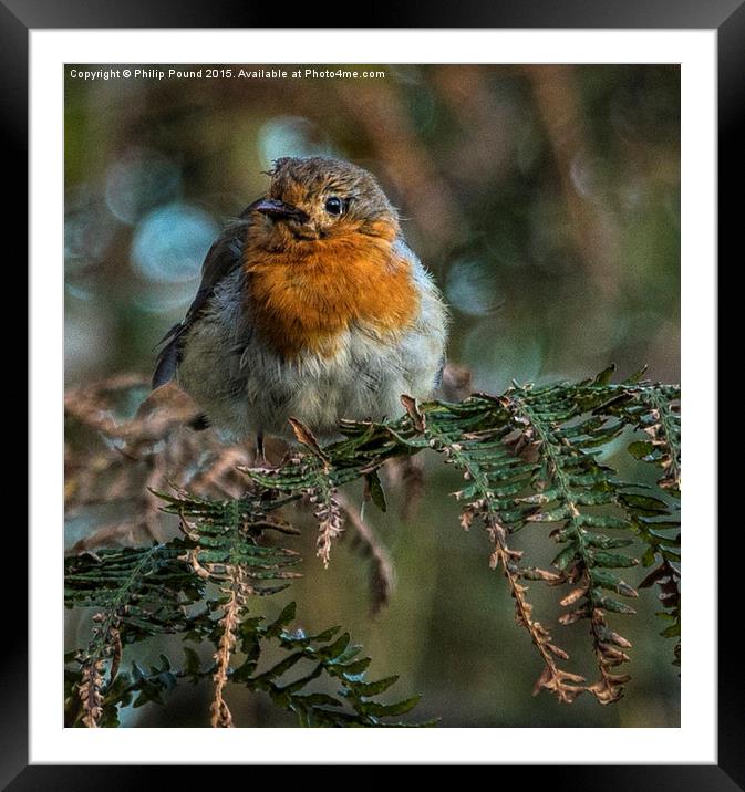 Robin on ferns  Framed Mounted Print by Philip Pound