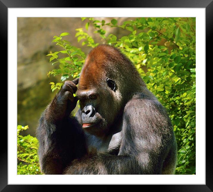  The Thinker Framed Mounted Print by Beach Bum Pics